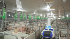 城市正在数据兼容、流程优化和人才适配